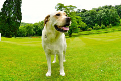 labrador